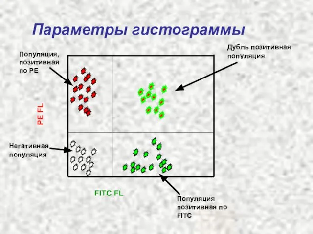 Параметры гистограммы FITC FL PE FL Негативная популяция Популяция позитивная по