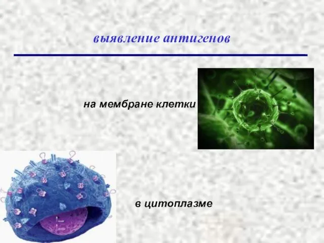 выявление антигенов на мембране клетки в цитоплазме