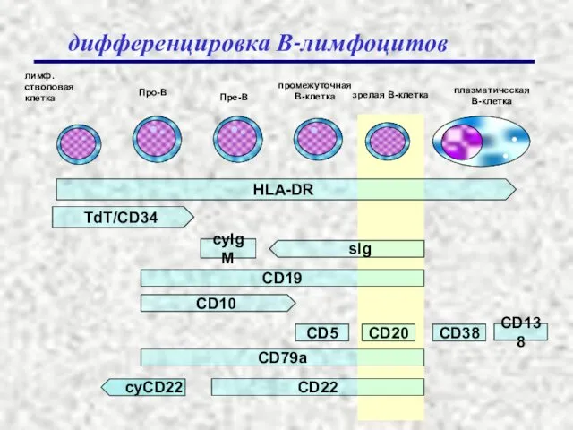 HLA-DR TdT/CD34 CD19 CD10 CD5 CD20 CD38 CD79a CD22 лимф. стволовая