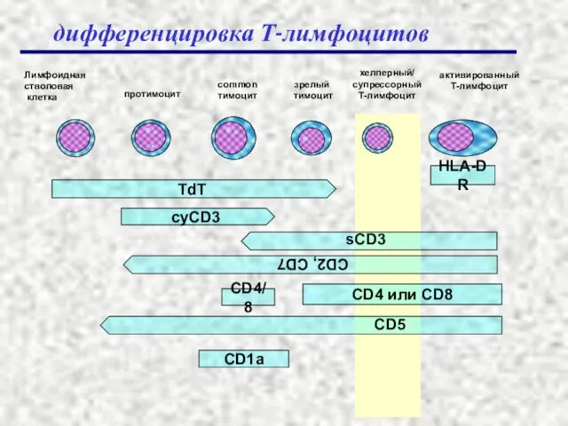 TdT CD4/8 CD4 или CD8 CD1a протимоцит common тимоцит зрелый тимоцит