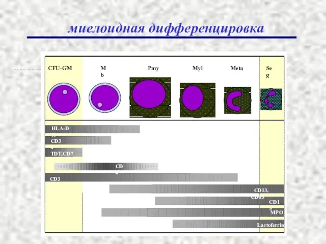 миелоидная дифференцировка