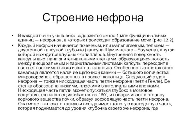 Строение нефрона В каждой почке у человека содержится около 1 млн