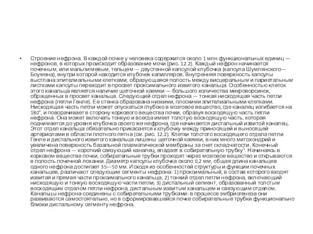 Строение нефрона. В каждой почке у человека содержится около 1 млн