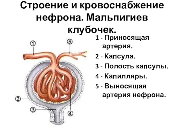 Строение и кровоснабжение нефрона. Мальпигиев клубочек. 1 - Приносящая артерия. 2