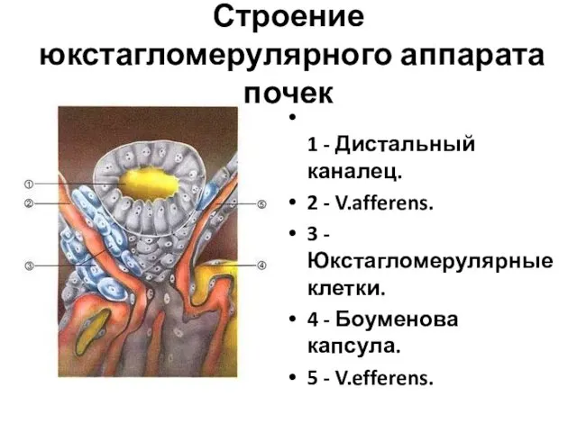 Строение юкстагломерулярного аппарата почек 1 - Дистальный каналец. 2 - V.afferens.