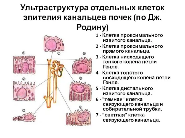 Ультраструктура отдельных клеток эпителия канальцев почек (по Дж.Родину) 1 - Клетка