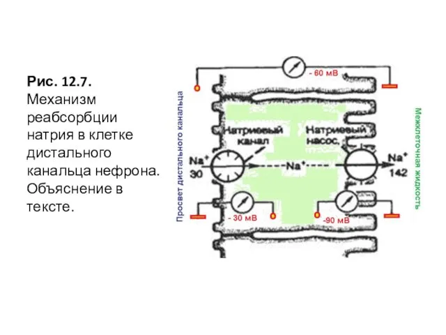 Рис. 12.7. Механизм реабсорбции натрия в клетке дистального канальца нефрона. Объяснение в тексте.