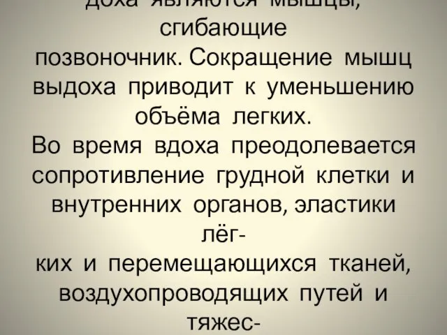 Вспомогательными мышцами вы- доха являются мышцы, сгибающие позвоночник. Сокращение мышц выдоха