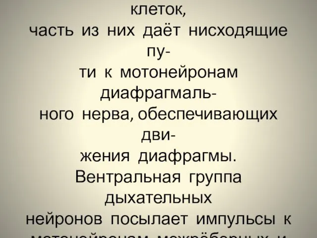 Дорзальная группа нейронов ДЦ состоит из инспираторных клеток, часть из них