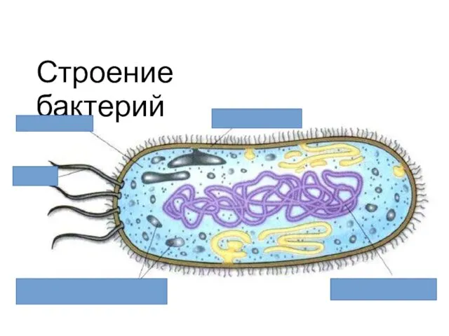 Строение бактерий