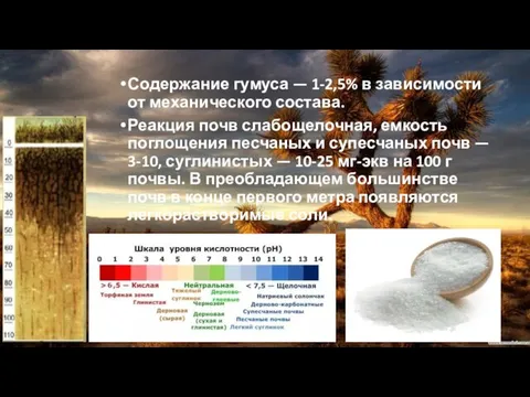 Содержание гумуса — 1-2,5% в зависимости от механического состава. Реакция почв