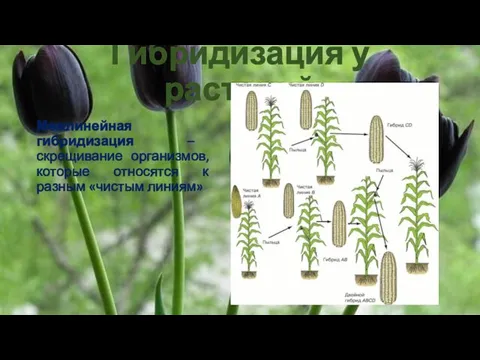 Гибридизация у растений Межлинейная гибридизация – скрещивание организмов, которые относятся к разным «чистым линиям»