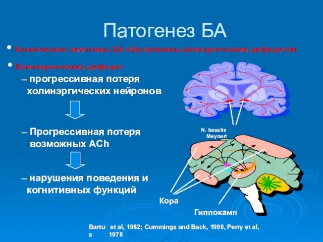 Патогенез БА нарушения поведения и когнитивных функций • Холинэргический дефицит –