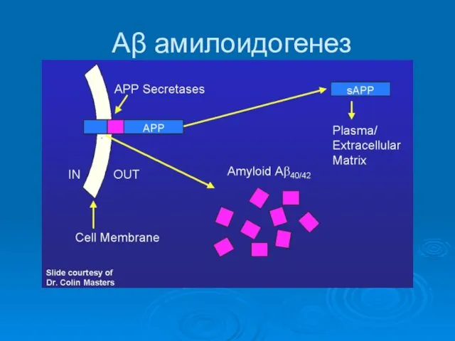 Aβ амилоидогенез