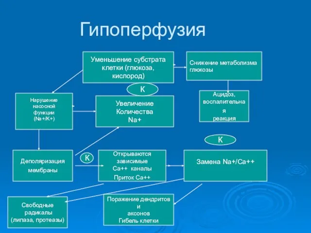 Деполяризация мембраны Замена Na+/Са++ Открываются зависимые Са++ каналы Приток Са++ Увеличение