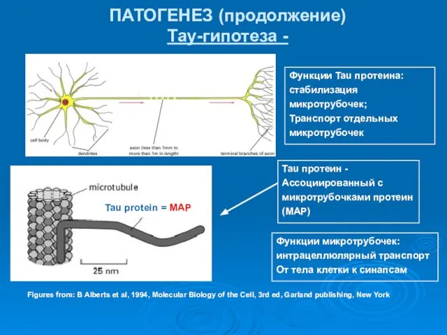 ПАТОГЕНЕЗ (продолжение) Тау-гипотеза - Функции Tau протеина: стабилизация микротрубочек; Транспорт отдельных микротрубочек