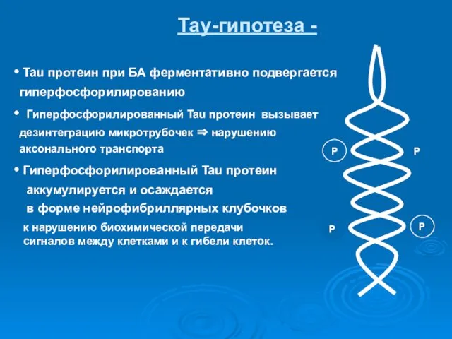 Тау-гипотеза - Tau протеин при БА ферментативно подвергается гиперфосфорилированию Гиперфосфорилированный Tau