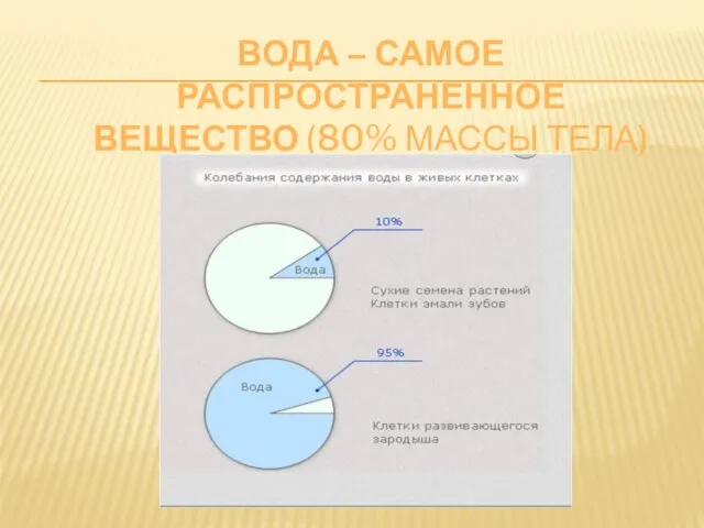 ВОДА – САМОЕ РАСПРОСТРАНЕННОЕ ВЕЩЕСТВО (80% МАССЫ ТЕЛА)