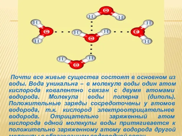 Почти все живые существа состоят в основном из воды. Вода уникальна