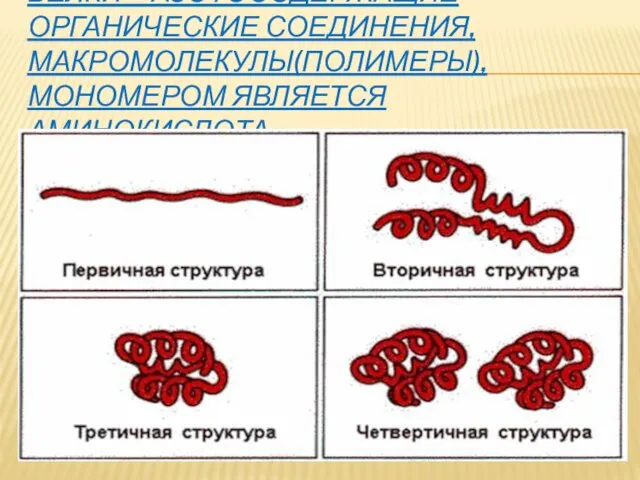 БЕЛКИ – АЗОТОСОДЕРЖАЩИЕ ОРГАНИЧЕСКИЕ СОЕДИНЕНИЯ, МАКРОМОЛЕКУЛЫ(ПОЛИМЕРЫ), МОНОМЕРОМ ЯВЛЯЕТСЯ АМИНОКИСЛОТА.