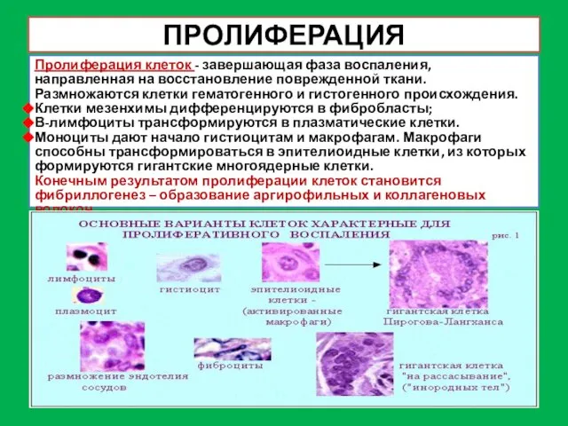 ПРОЛИФЕРАЦИЯ Пролиферация клеток - завершающая фаза воспаления, направленная на восстановление поврежденной