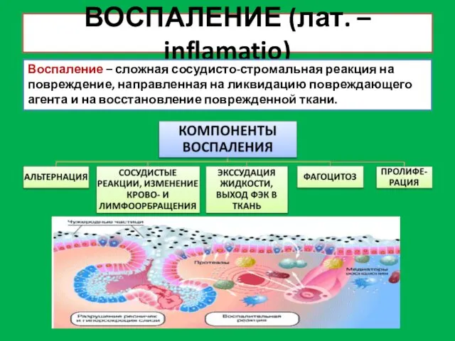 ВОСПАЛЕНИЕ (лат. – inflamatio) Воспаление – сложная сосудисто-стромальная реакция на повреждение,