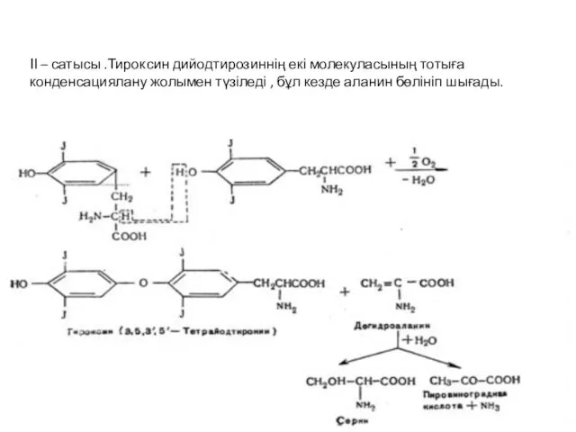 ІІ – сатысы .Тироксин дийодтирозиннің екі молекуласының тотыға конденсациялану жолымен түзіледі