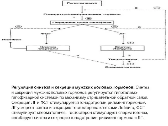 Регуляция синтеза и секреции мужских половых гормонов. Синтез и секреция мужских