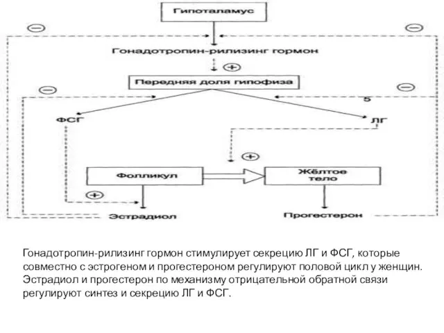 Гонадотропин-рилизинг гормон стимулирует секрецию ЛГ и ФСГ, которые совместно с эстрогеном