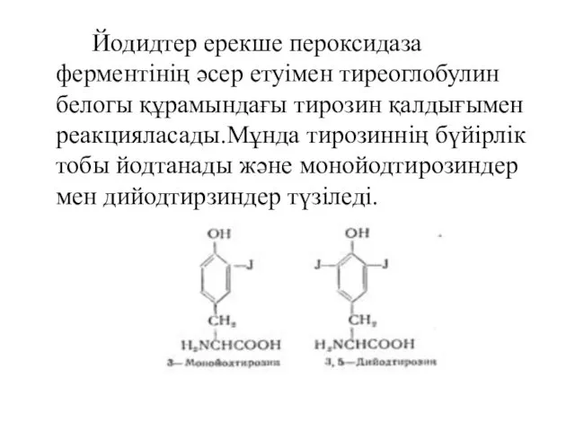 Йодидтер ерекше пероксидаза ферментінің әсер етуімен тиреоглобулин белогы құрамындағы тирозин қалдығымен