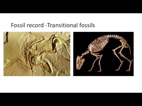 Fossil record -Transitional fossils