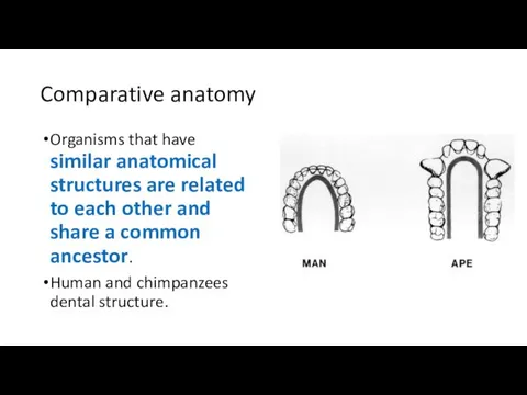 Comparative anatomy Organisms that have similar anatomical structures are related to
