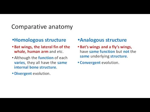 Comparative anatomy Homologous structure Bat wings, the lateral fin of the