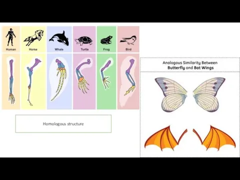 Homologous structure