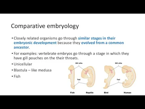 Comparative embryology Closely related organisms go through similar stages in their