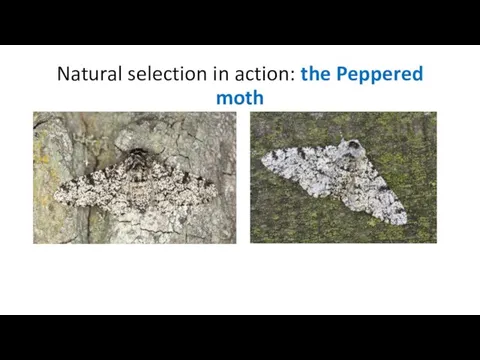 Natural selection in action: the Peppered moth