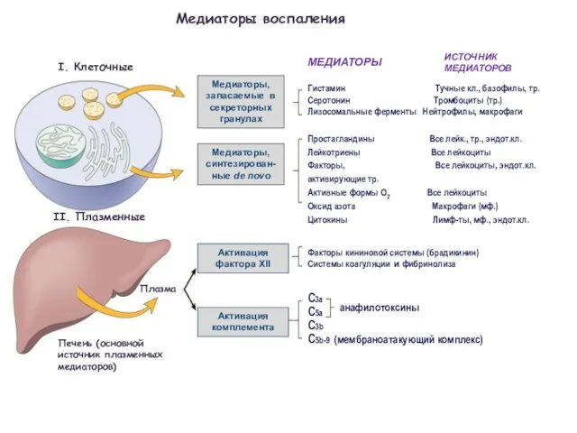 Медиаторы воспаления I. Клеточные II. Плазменные Медиаторы, запасаемые в секреторных гранулах