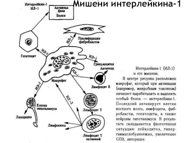 Мишени интерлейкина-1