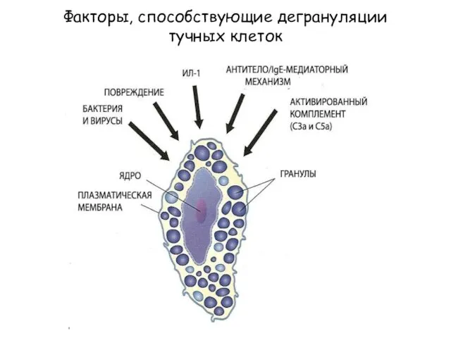 Факторы, способствующие дегрануляции тучных клеток