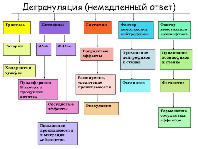 Дегрануляция (немедленный ответ) Гепарин Триптаза Хондроитин сульфат Цитокины ИЛ-4 ФНО- Пролиферация