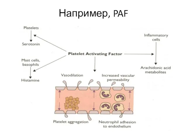 Например, PAF