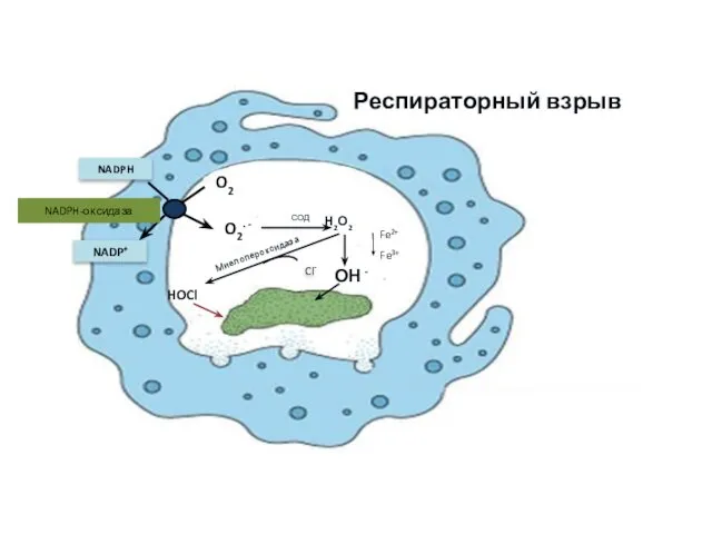 O2 O2. - NADPH NADP+ NADPH-оксидаза Респираторный взрыв СОД Н2О2 ОН