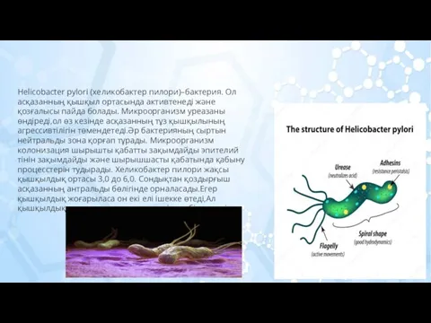 Helicobacter pylori (хеликобактер пилори)–бактерия. Ол асқазанның қышқыл ортасында активтенеді және қозғалысы