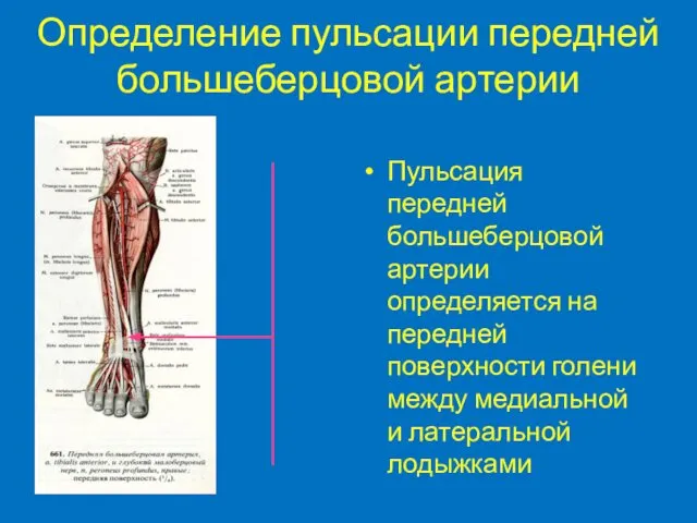 Определение пульсации передней большеберцовой артерии Пульсация передней большеберцовой артерии определяется на