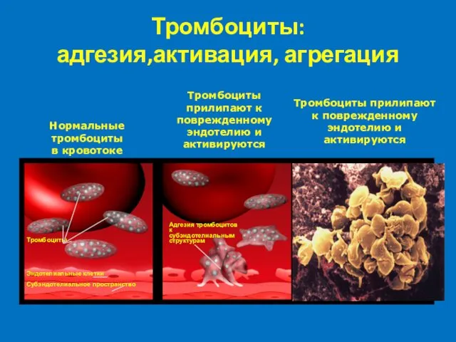 Тромбоциты: адгезия,активация, агрегация Тромбоциты Эндотелиальные клетки Субэндотелиальное пространство Адгезия тромбоцитов к