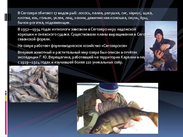 В Сегозере обитают 17 видов рыб: лосось, палия, ряпушка, сиг, хариус,