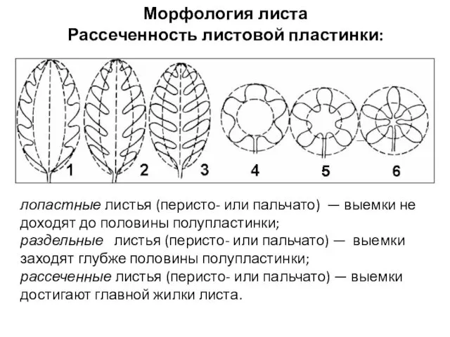 лопастные листья (перисто- или пальчато) — выемки не доходят до половины