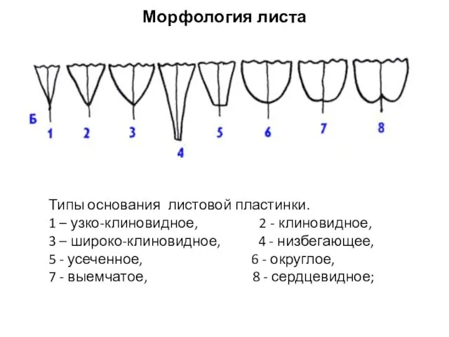 Типы основания листовой пластинки. 1 – узко-клиновидное, 2 - клиновидное, 3