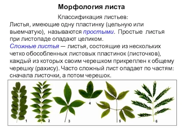 Классификация листьев: Листья, имеющие одну пластинку (цельную или выемчатую), называются простыми.