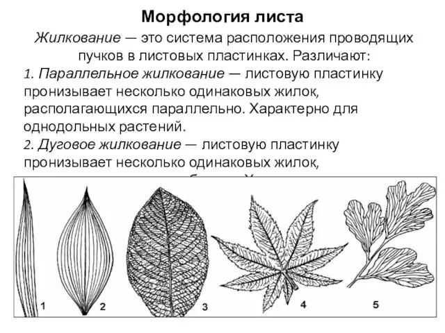 Жилкование — это система расположения проводящих пучков в листовых пластинках. Различают: